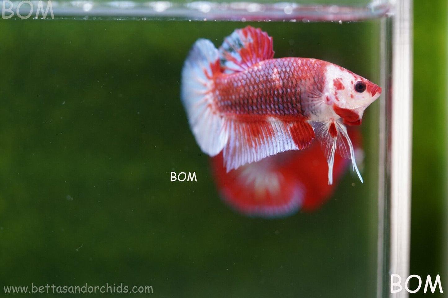 LIVE BETTA HMPK MALE FANCY RED | BOM-A62