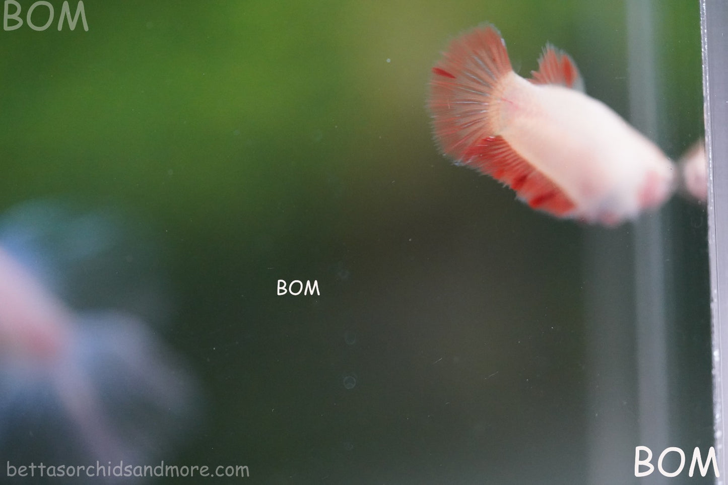 LIVE BETTA FEMALE ARMAGGEDDOM | A VERY UNIQUE FISH  | BOM-A417