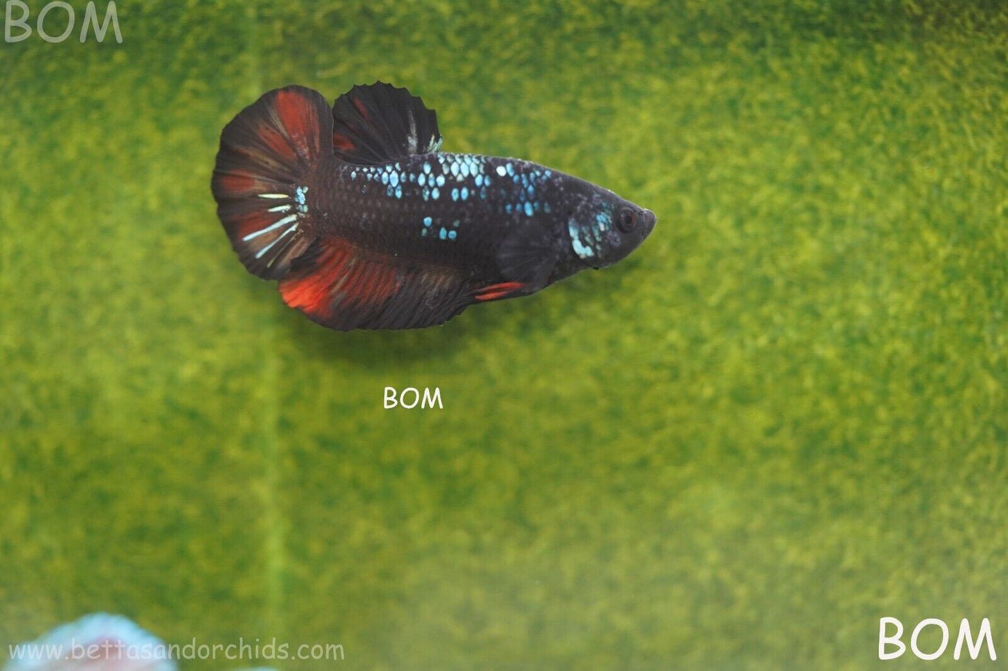 LIVE BETTA HMPK MALE BLACK VARIANT | BOM-A74