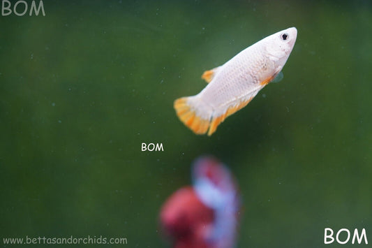 LIVE BETTA HMPK FEMALE YELLOW DRAGON | BOM879
