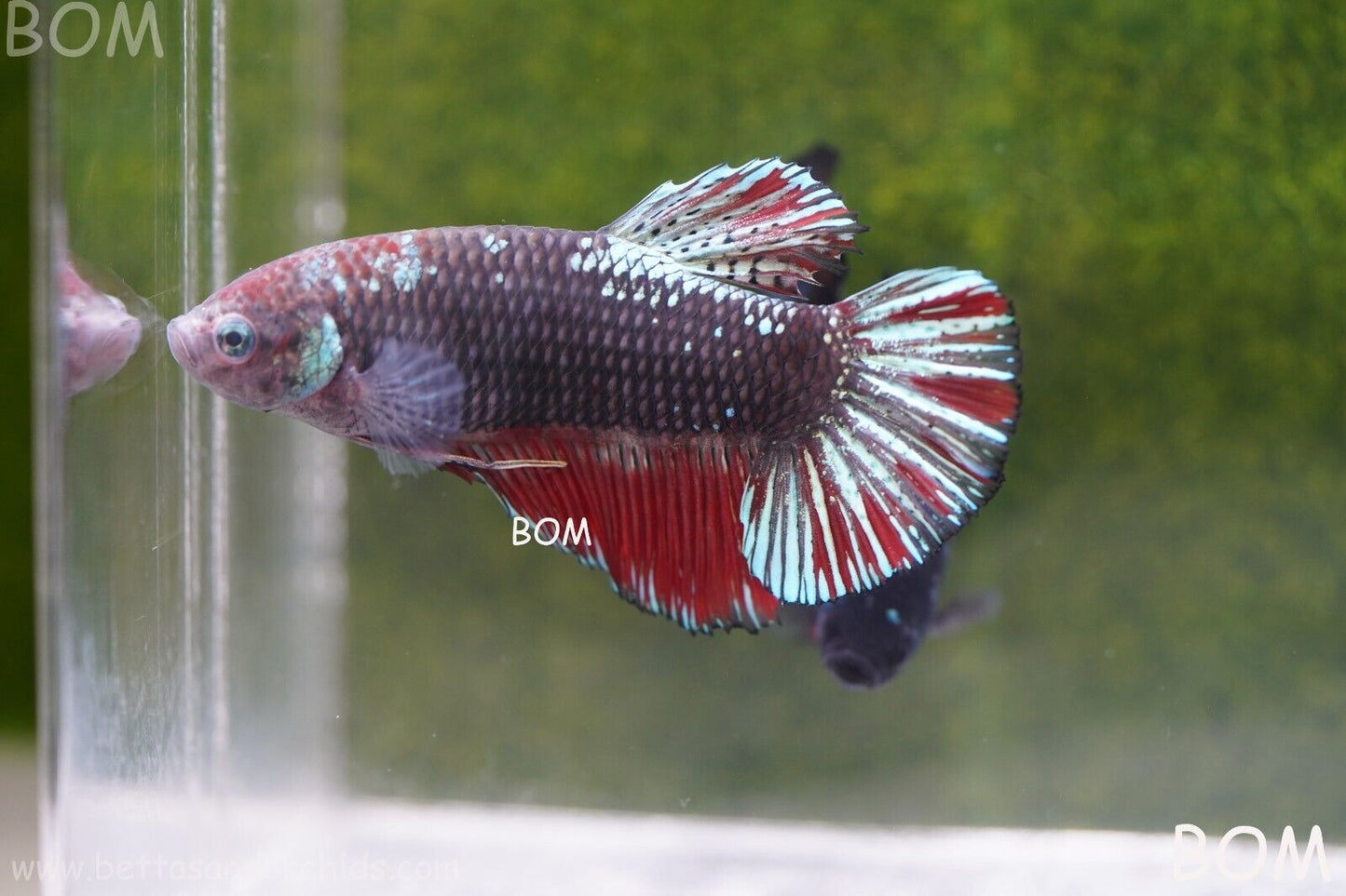 LIVE BETTA HMPK GIANT MALE BLACK VARIANT | BOM-A46