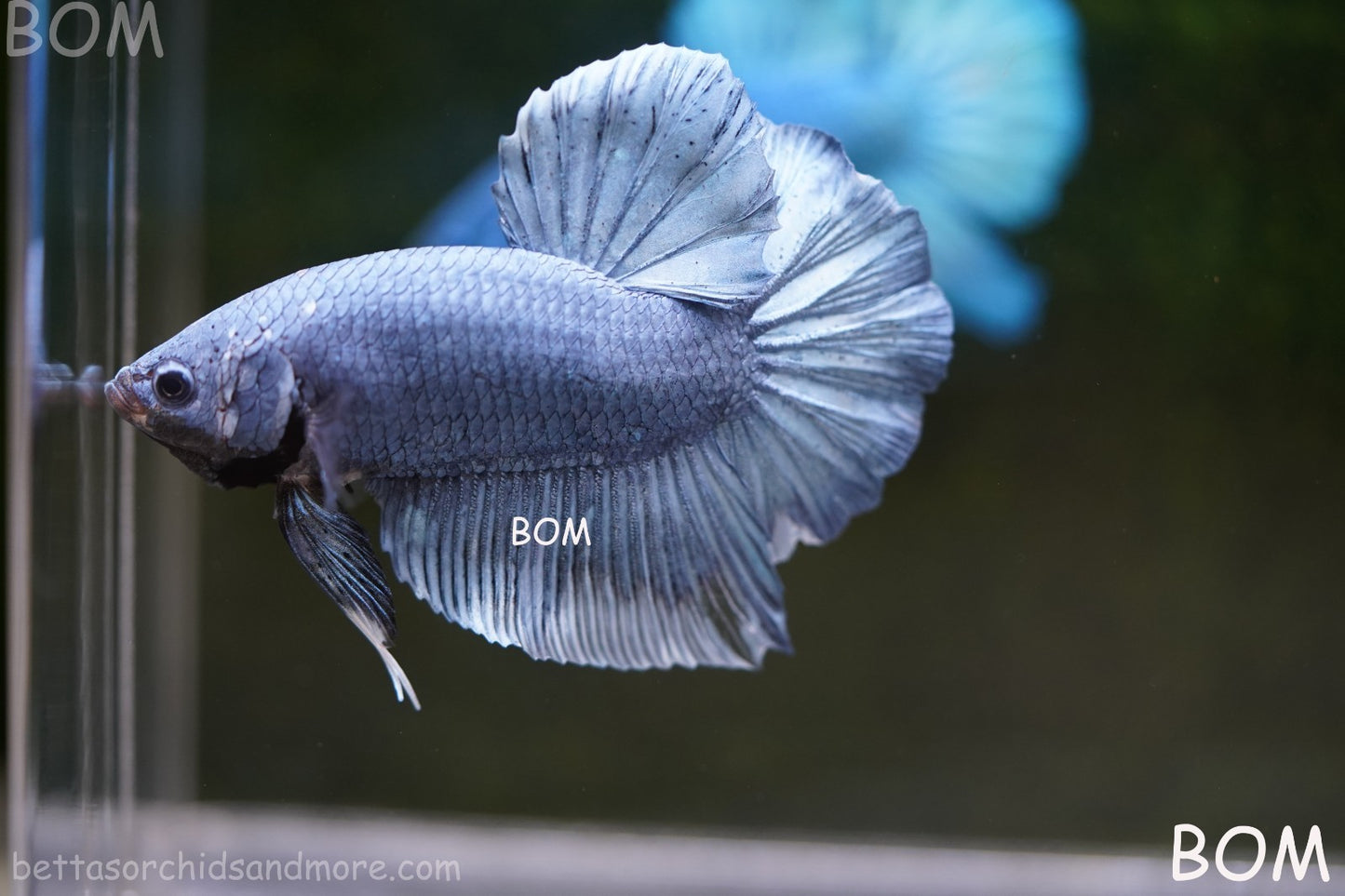 Betta Plakat GIANT MALE BLUE SERIES 5 CM BO | BOM-A306