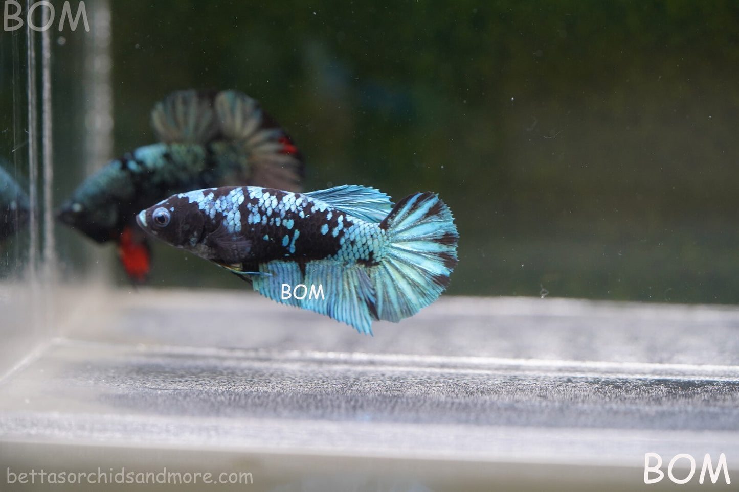LIVE BETTA FEMALE HALFMOON BLUE AVATAR:  Unique Fish | BOM-A237
