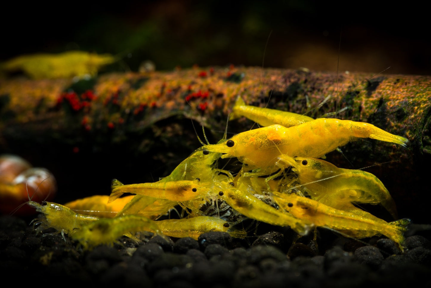 10+1 YELLOW SOLID SHRIMP Live Freshwater – Hardy & Peaceful – FREE Shipp