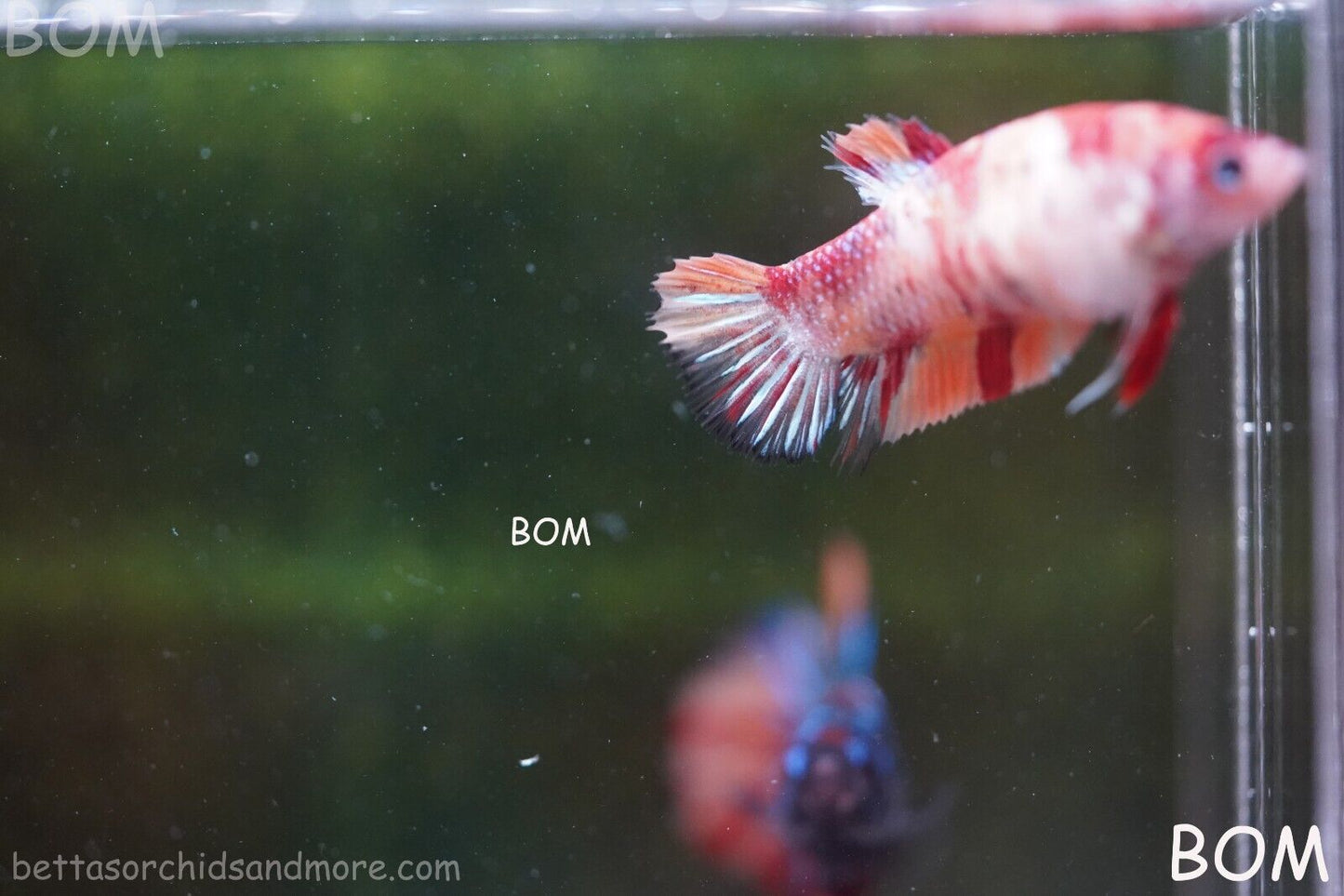 LIVE BETTTA BIG FEMALE MULTICOLOUR HMPK | BOM-A143