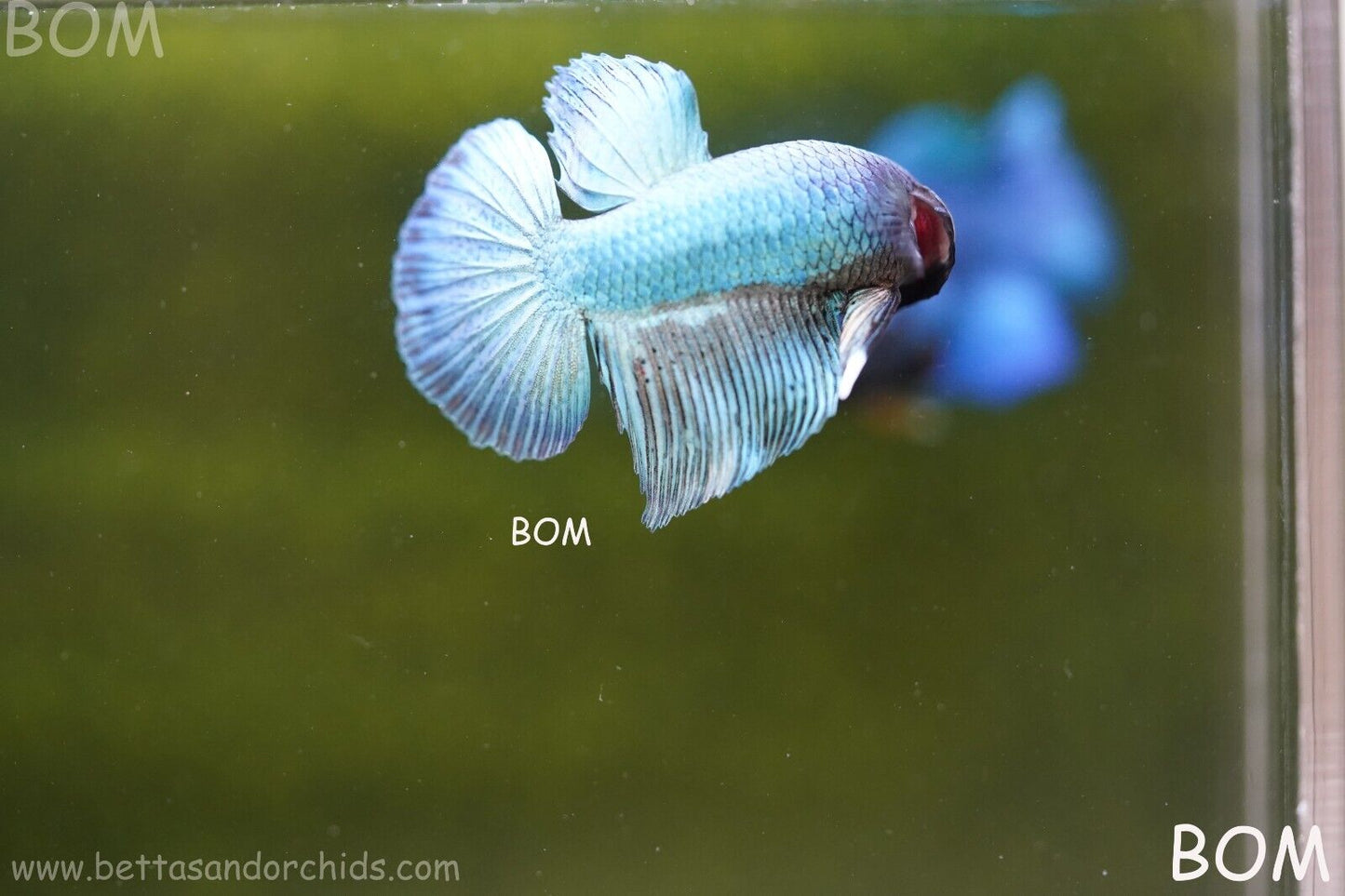MALE BLUE MASKED FACE SERIES Plakat Betta Fish: Live HMPK BOM-A69