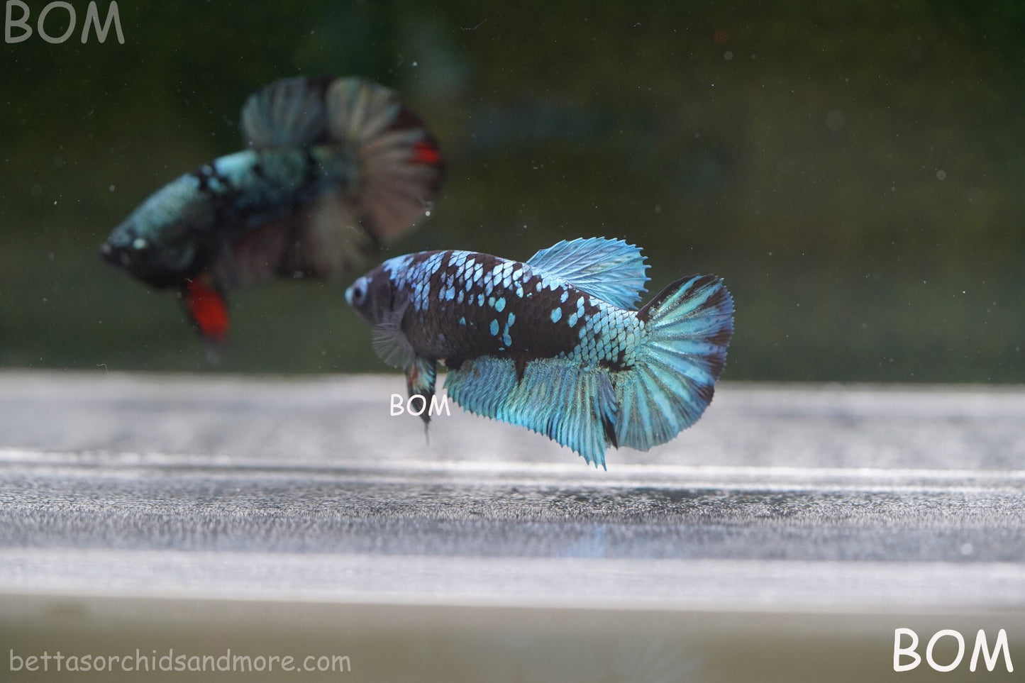 LIVE BETTA FEMALE HALFMOON BLUE AVATAR:  Unique Fish | BOM-A237