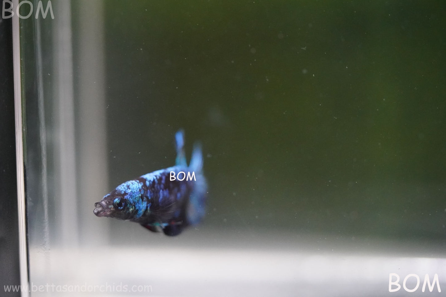 LIVE BETTA FEMALE HMPK GORDON GALAXY DUST | BOM-A503