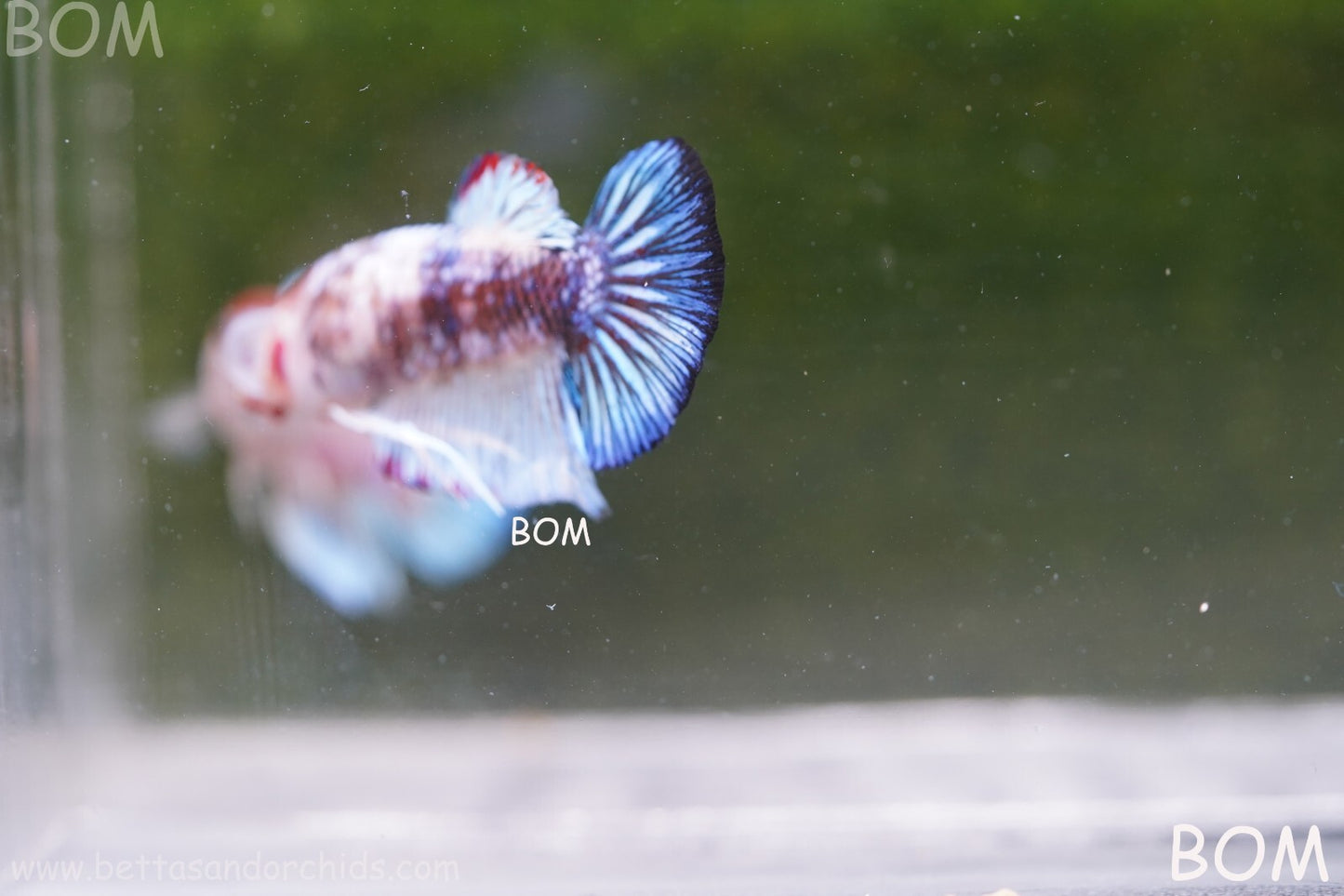 MALE BETTA HMPK MULTICOLOUR | BOM934