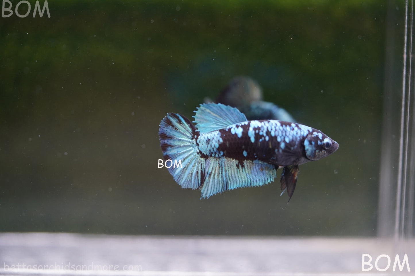 LIVE BETTA FEMALE HALFMOON BLUE AVATAR:  Unique Fish | BOM-A237