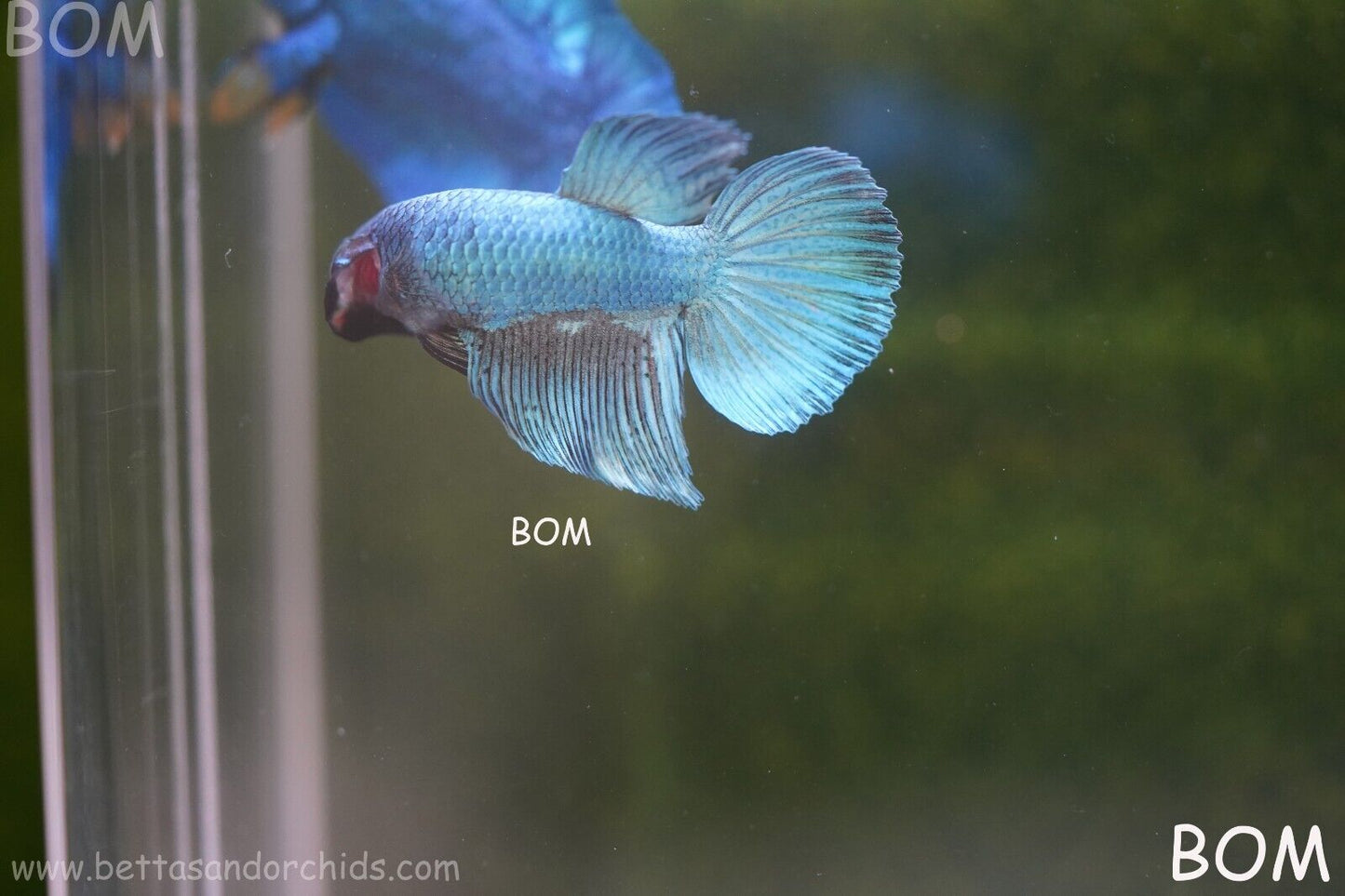 MALE BLUE MASKED FACE SERIES Plakat Betta Fish: Live HMPK BOM-A69
