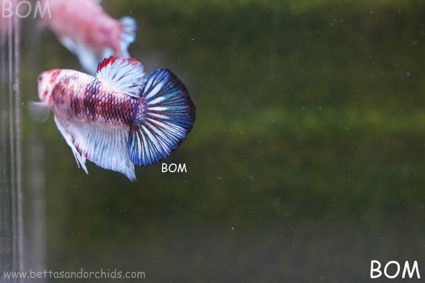 MALE BETTA HMPK MULTICOLOUR | BOM934