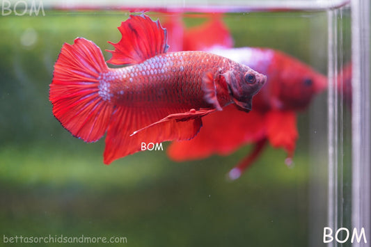 LIVE BETTA HMPK MALE FANCY RED | BOM-R02