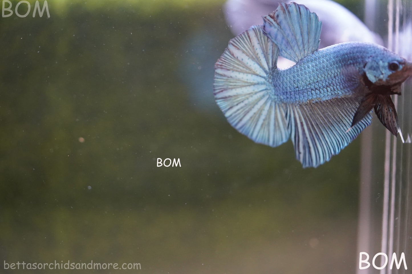 Betta Plakat GIANT MALE BLUE SERIES 5 CM BO | BOM-A309