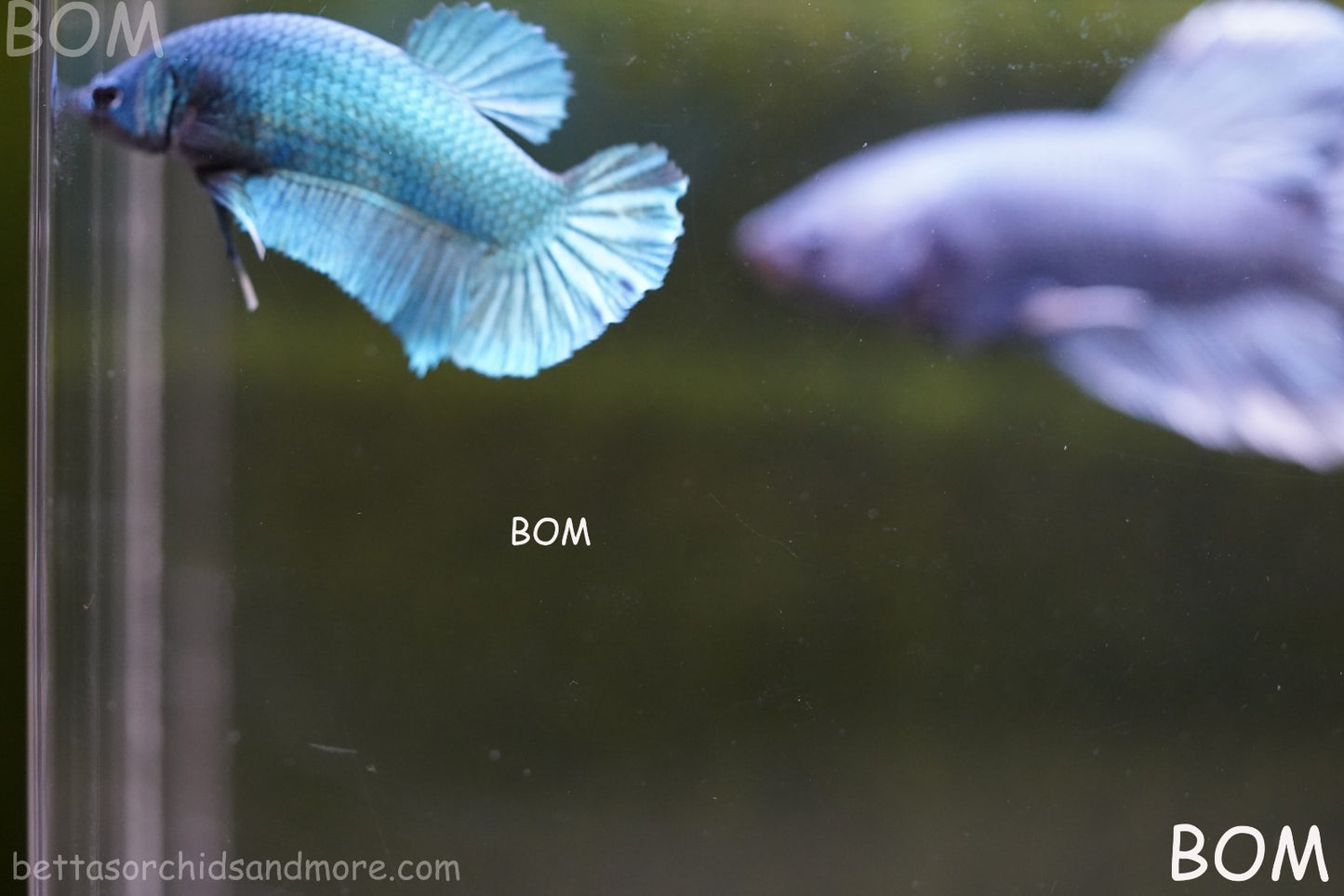 LIVE BETTA GIANT FEMALE BLUE SERIES | BOM-A310