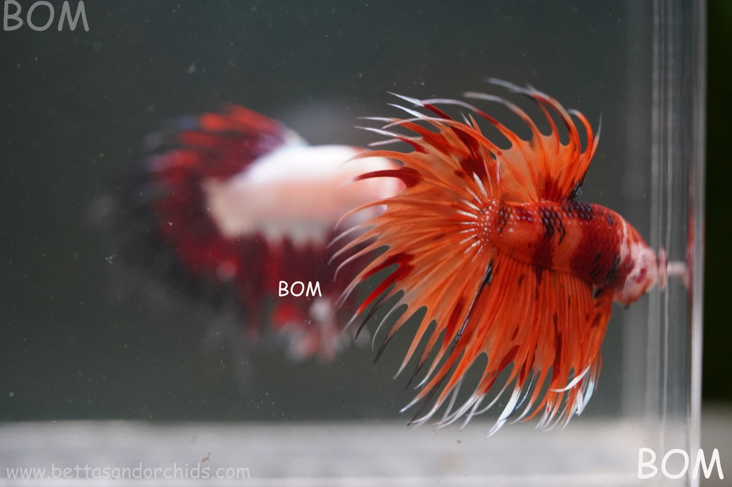 LIVE BETTA MALE CROWN REDS LEOPARDS :  Unique Fish | BOM-A299