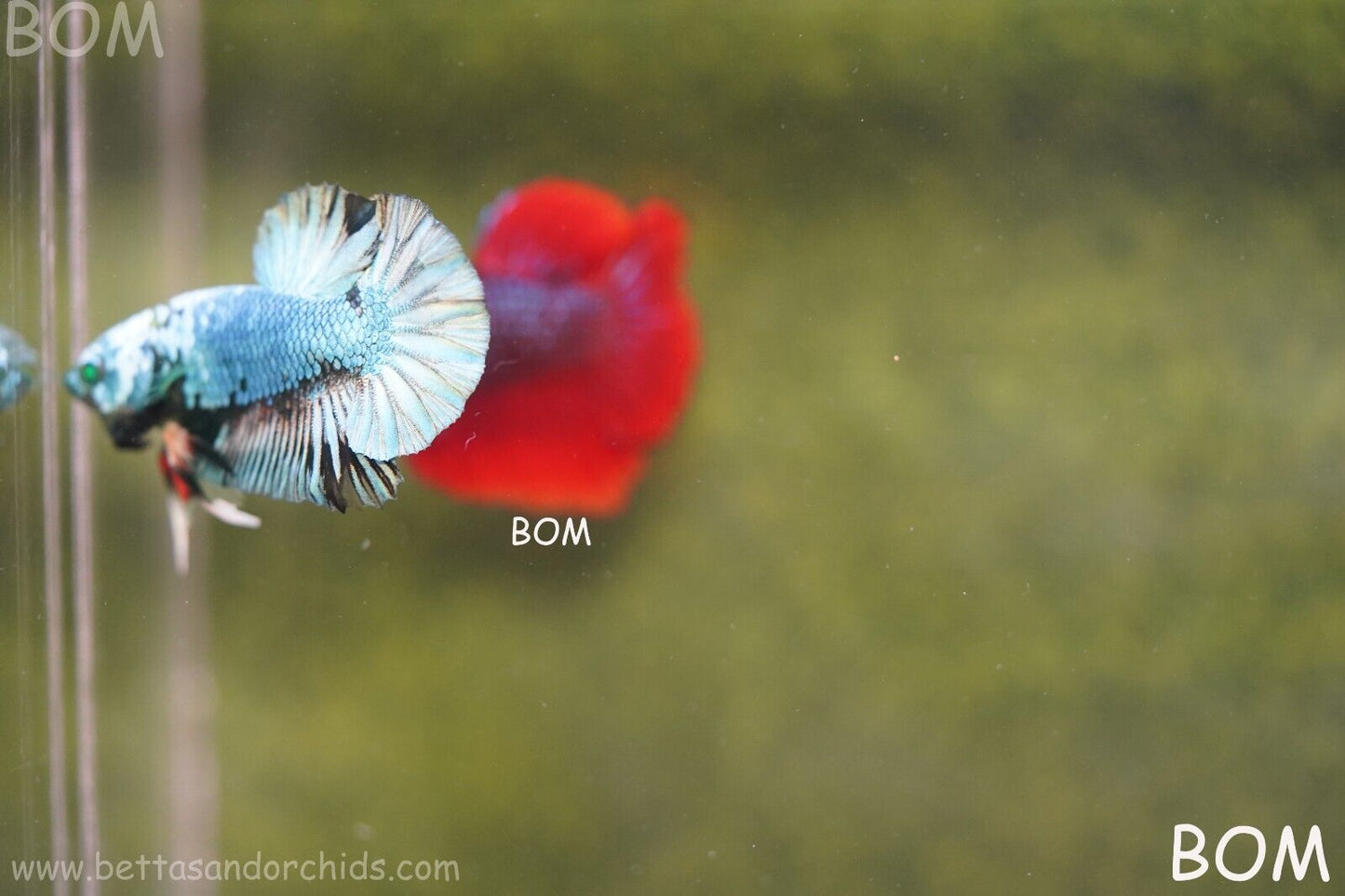 MALE GREEN HULK SERIES Plakat Betta Fish: Live HMPK | UNIQUE | BOM848