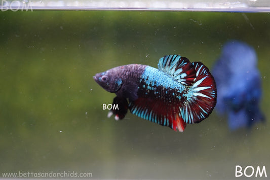 LIVE BETTA HMPK  BIG MALE BLACK VARIANT | BOM-A26