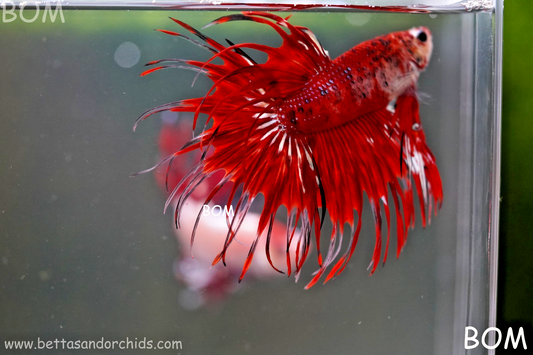 LIVE BETTA MALE CROWN FANTASTIC REDS KOI :  Unique Fish | BOM-A303