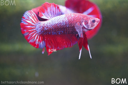 LIVE BETTA HMPK MALE FANCY RED | BOM-R03