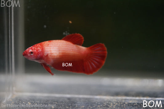 LIVE BETTA FEMALE BEAUTIFUL JUNIOR  SUPER RED ROSE TAIL : Unique Fish | BOM-A420