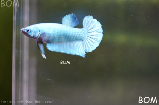 LIVE BETTA GIANT FEMALE BLUE SERIES | BOM-A310