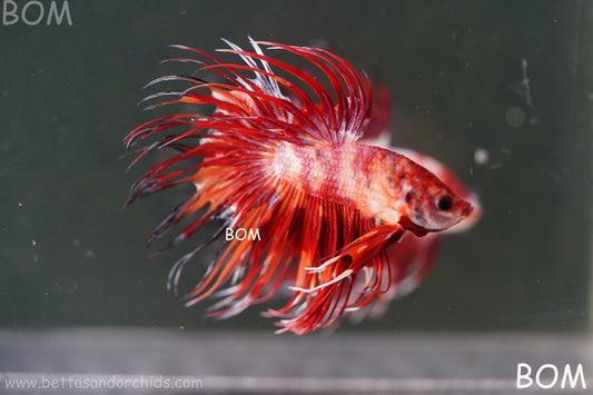 LIVE BETTA MALE CROWN FIREWORKS RED :  Unique Fish | BOM-A292