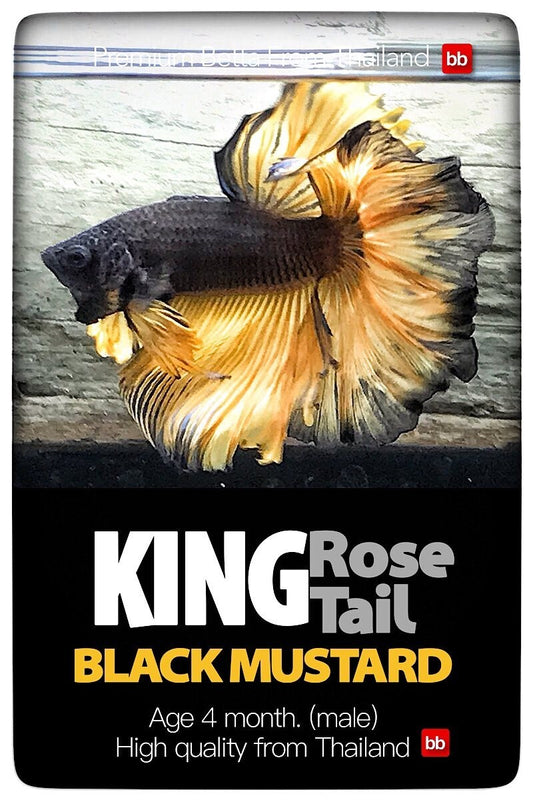 LIVE BETTA MALE KING ROSE TAIL BLACK MUSTARD :  Unique Fish | BOM-A250
