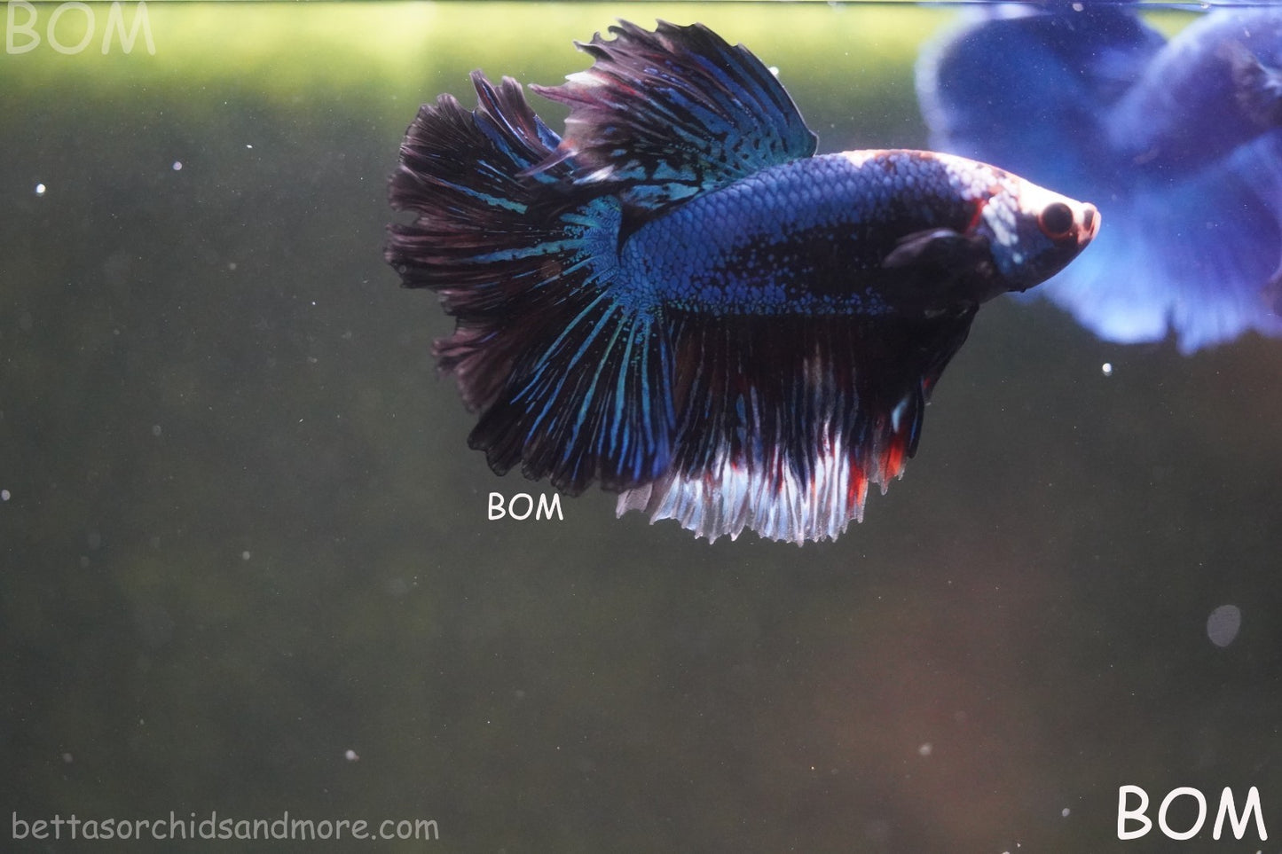 BETTA MALE LIVE HALF MOON TAIL MIDNIGHT BLUE  : Unique Fish | BOM-429
