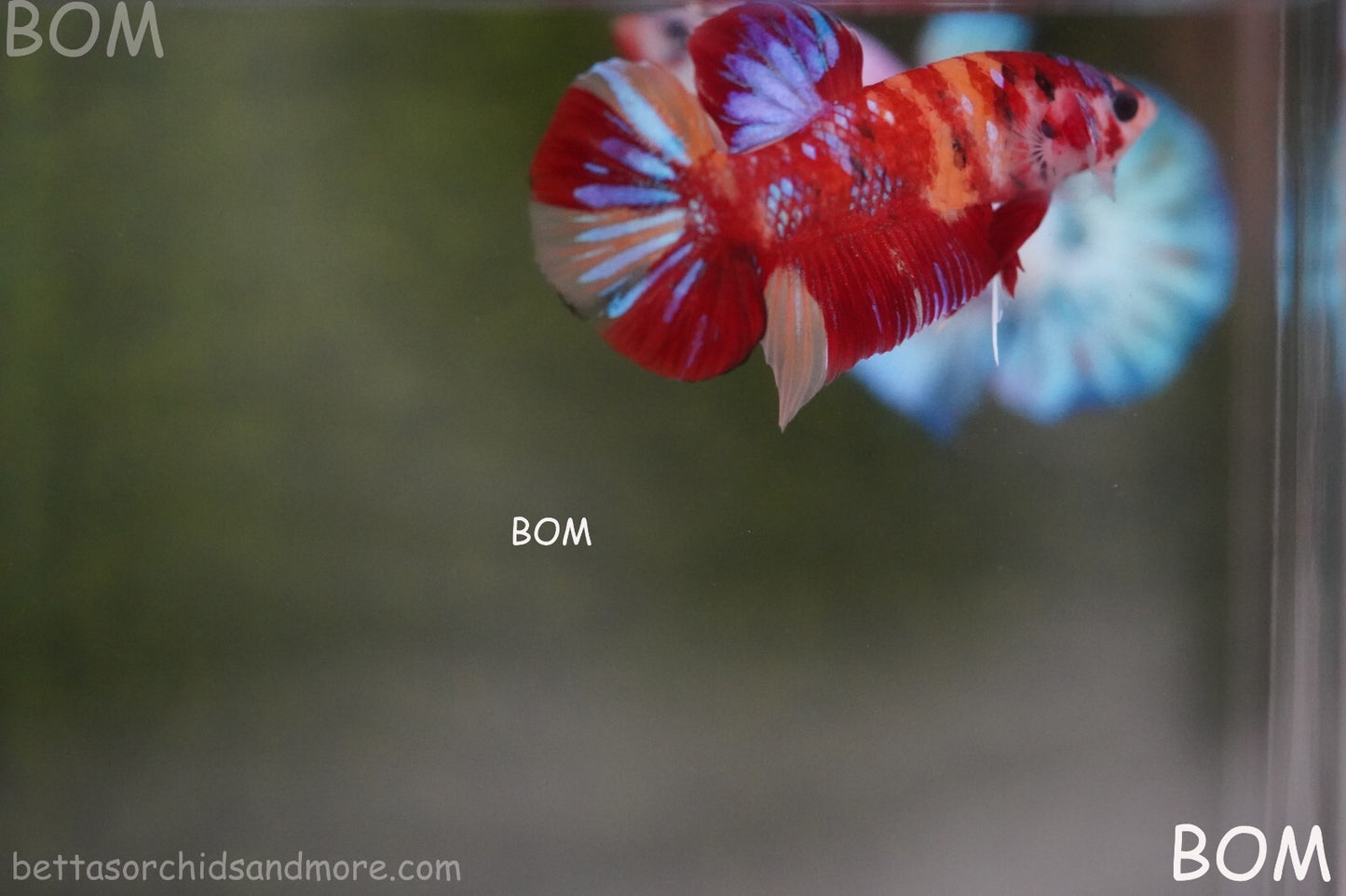 LIVE BETTA HMPK MALE LEOPARD | BOM-A264