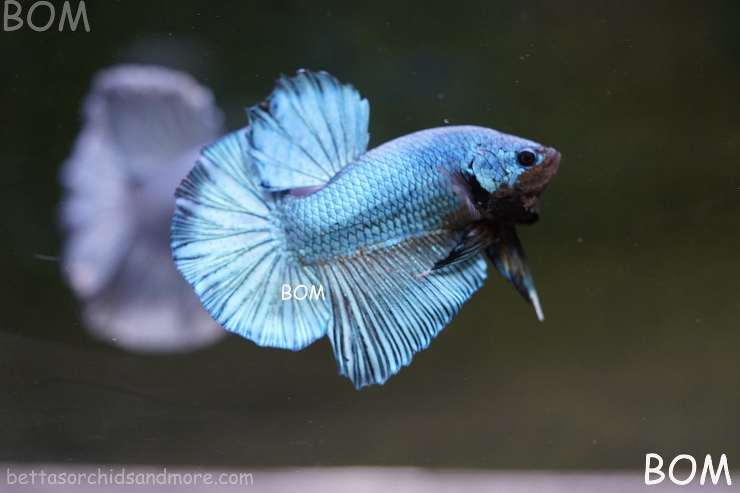 Betta Plakat GIANT MALE BLUE SERIES 5 CM BO | BOM-A309