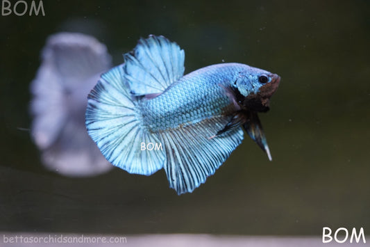 Betta Plakat GIANT MALE BLUE SERIES 5 CM BO | BOM-A309