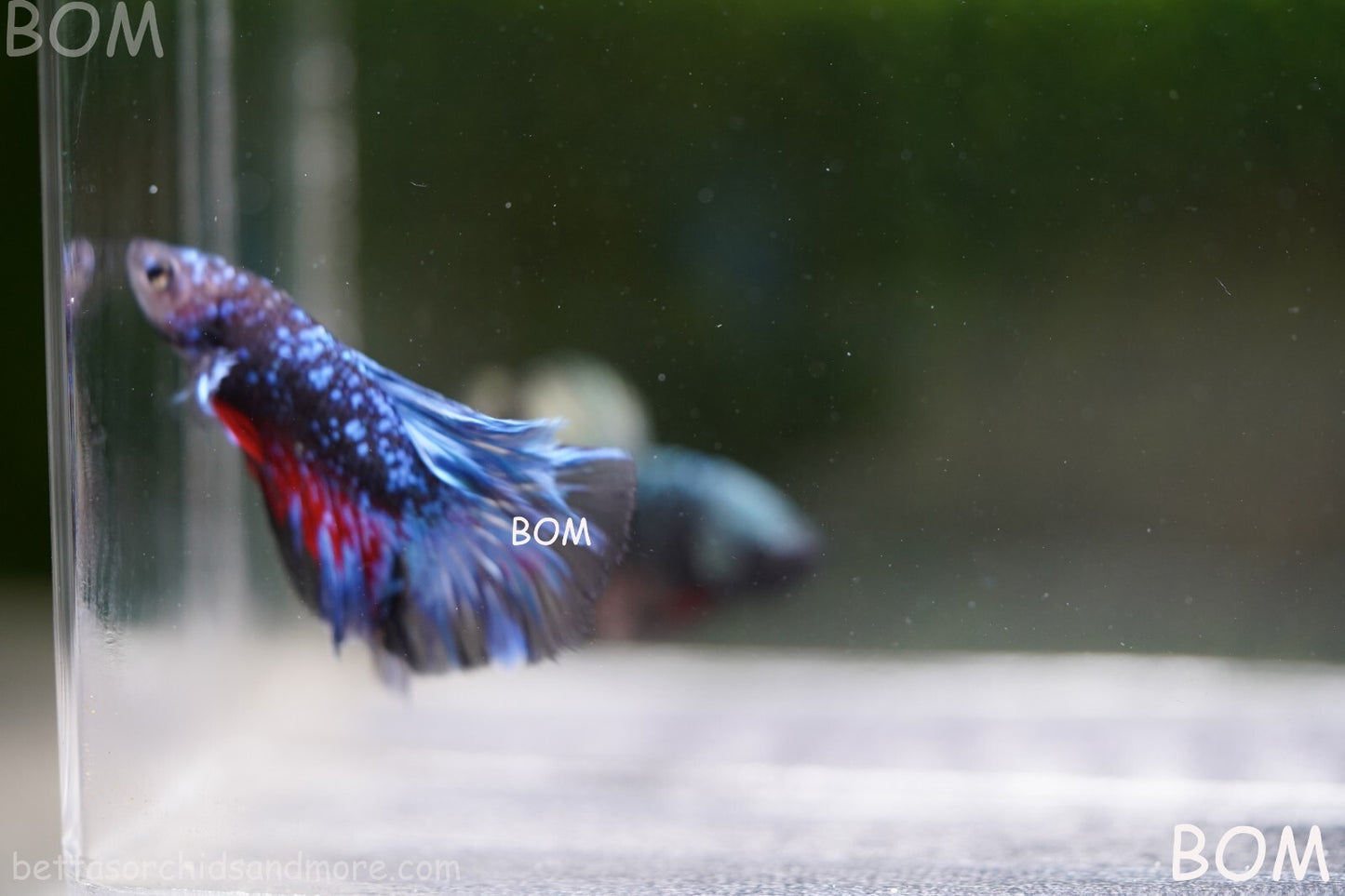 LIVE BETTA MALE HALFMOON BLUE AVATAR:  Unique Fish | BOM-A236