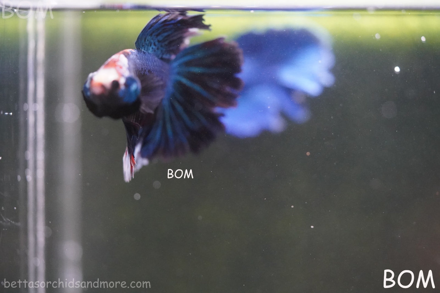 BETTA MALE LIVE HALF MOON TAIL MIDNIGHT BLUE  : Unique Fish | BOM-429