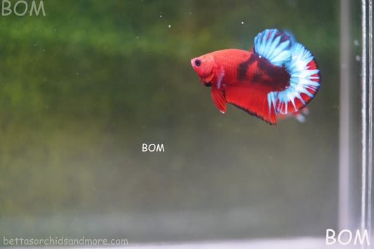 PREMIUM MALE HELLBOY HMPK BETTA Fish:Live HMPK | BOM-A228