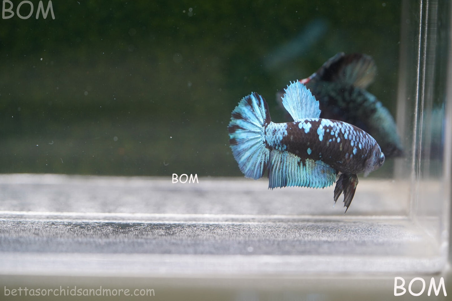 LIVE BETTA FEMALE HALFMOON BLUE AVATAR:  Unique Fish | BOM-A237