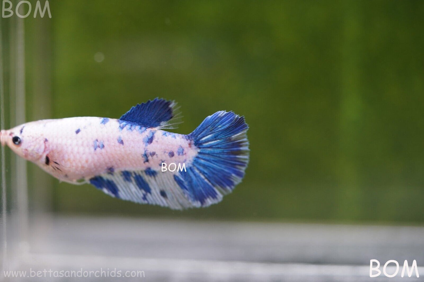 LIVE BETTA FEMALE BLUE MARBLE DOTS HMPK I BOM-A111