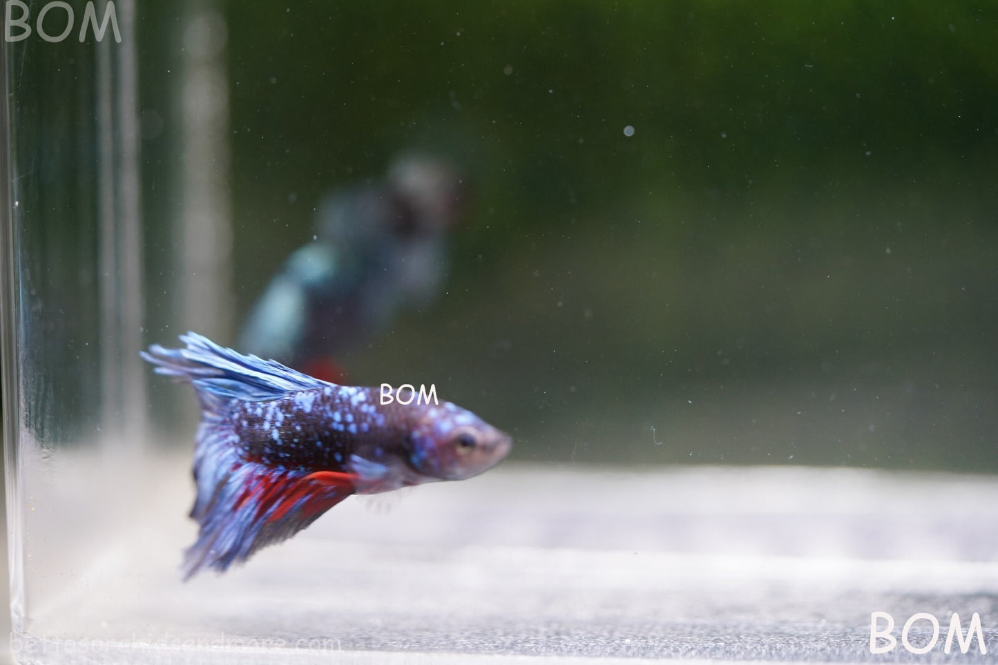 LIVE BETTA MALE HALFMOON BLUE AVATAR:  Unique Fish | BOM-A236