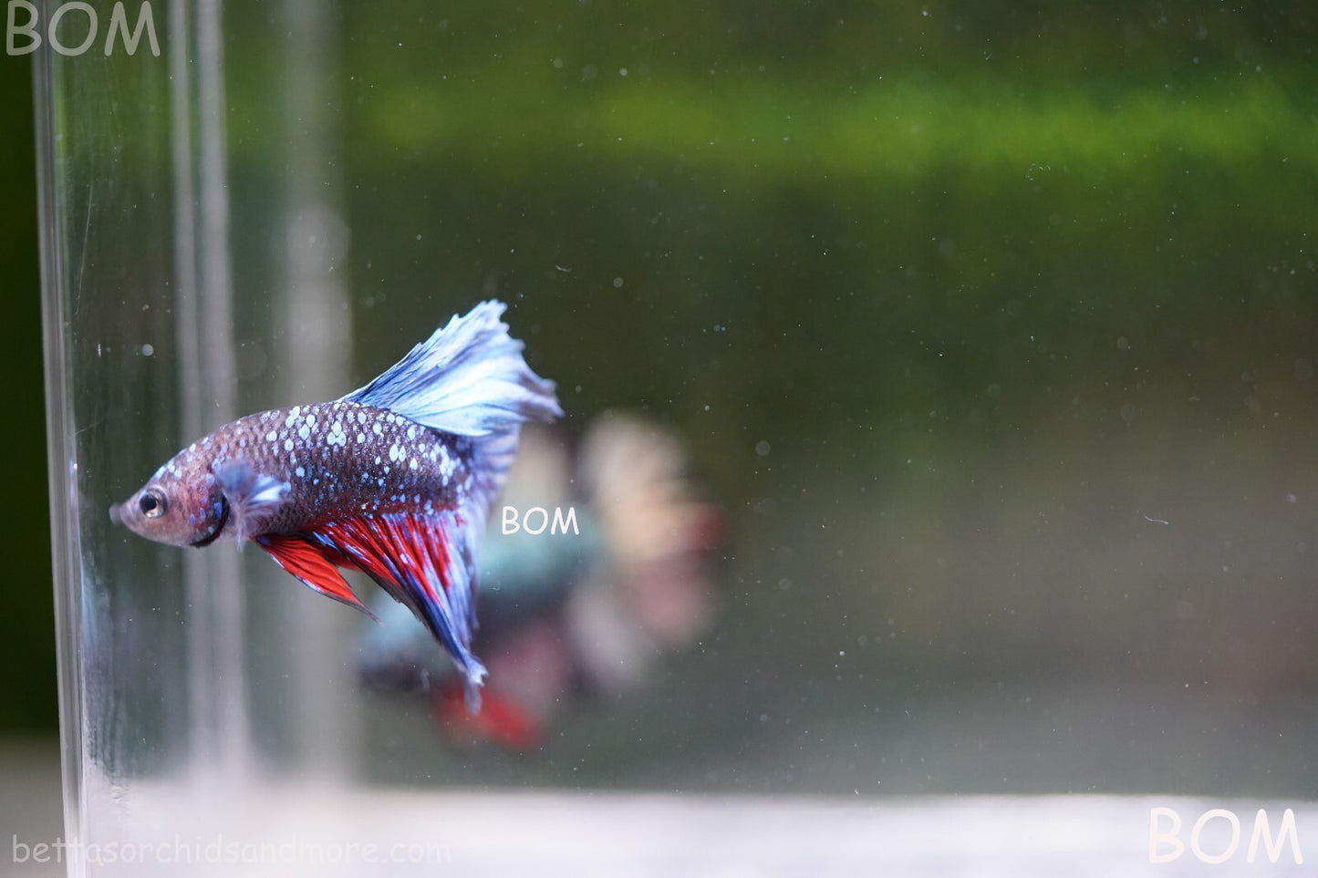 LIVE BETTA MALE HALFMOON BLUE AVATAR:  Unique Fish | BOM-A236