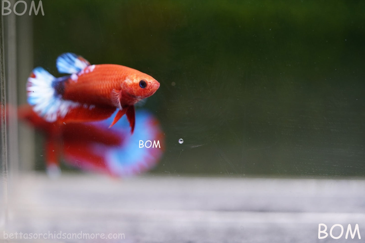 PREMIUM FEMALE HELLBOY HMPK BETTA Fish:Live HMPK | BOM-A227