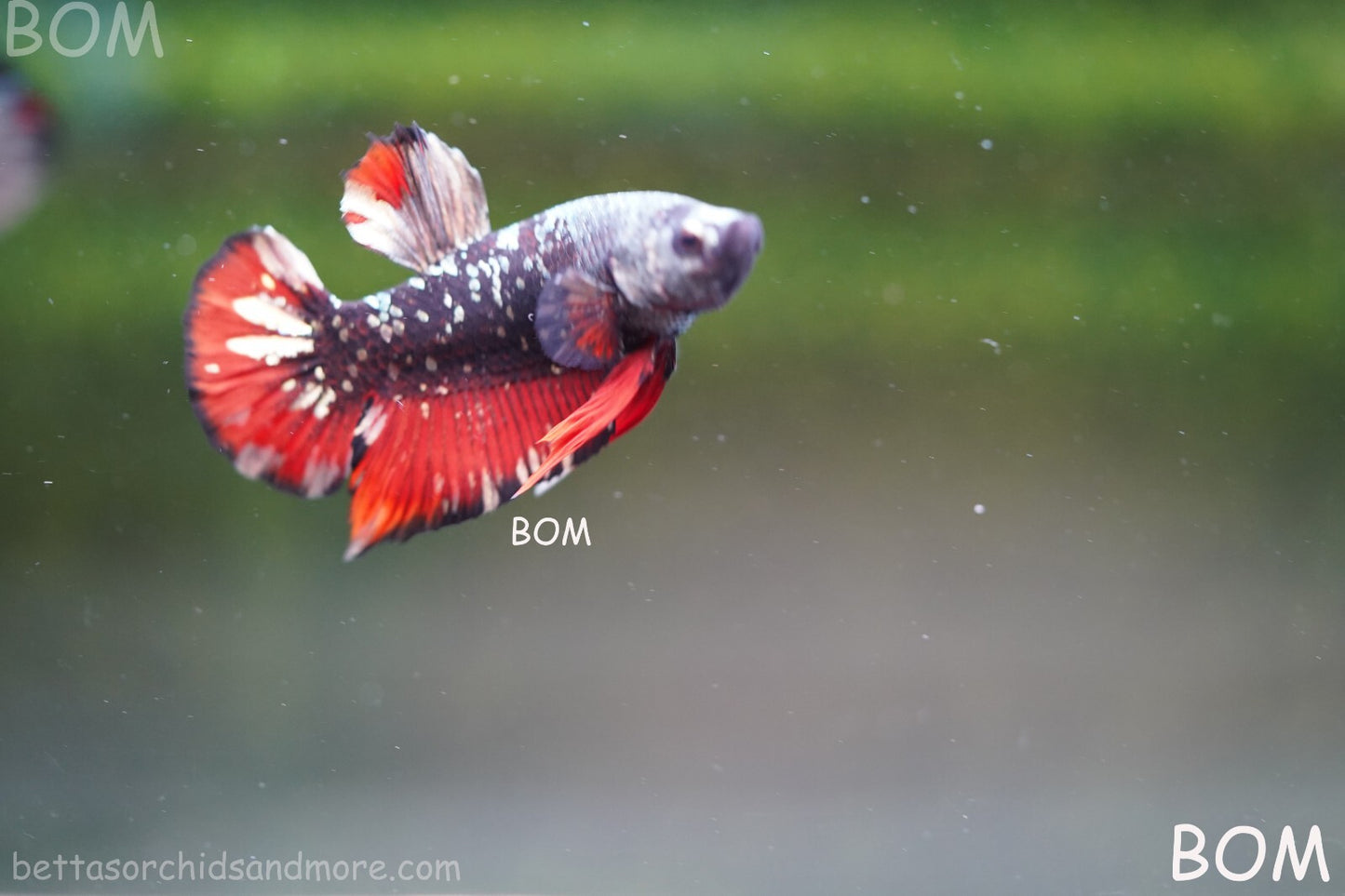 LIVE BETTA MALE AVATAR NEBULA:  Unique Fish | BOM-A234