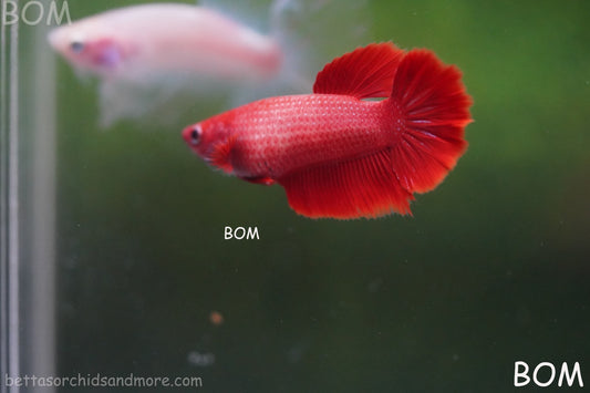 LIVE BETTA FEMALE BEAUTIFUL JUNIOR  SUPER RED ROSE TAIL : Unique Fish | BOM-A421