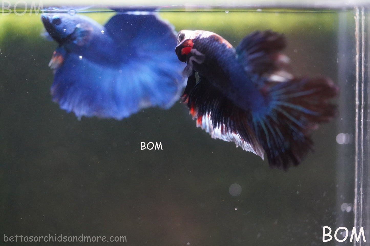 BETTA MALE LIVE HALF MOON TAIL MIDNIGHT BLUE  : Unique Fish | BOM-429