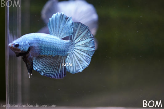 Betta Plakat GIANT MALE BLUE SERIES 5 CM BO | BOM-A309
