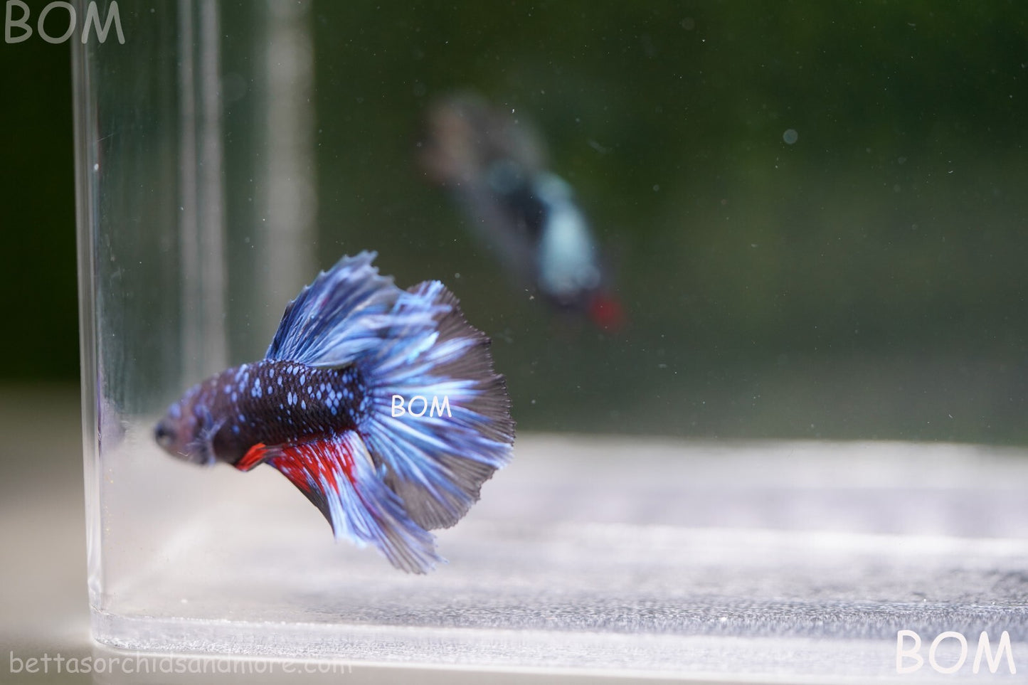 LIVE BETTA MALE HALFMOON BLUE AVATAR:  Unique Fish | BOM-A236