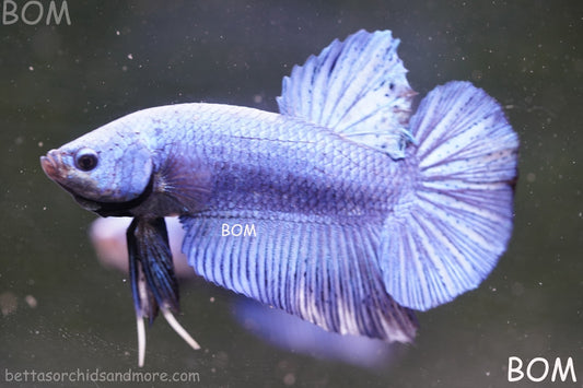 Betta Plakat GIANT MALE BLUE SERIES 5 CM BO | BOM-A304