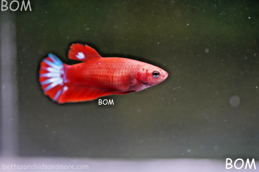 PREMIUM FEMALE HELLBOY HMPK BETTA Fish:Live HMPK | BOM-A276