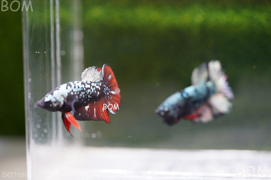 LIVE BETTA FEMALE AVATAR NEBULA:  Unique Fish | BOM-A233