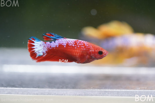 PREMIUM FEMALE HELLBOY HMPK BETTA Fish:Live HMPK | BOM-A275