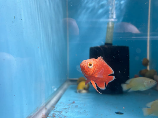 🔥 Chili Red Oscar  3 to 4 inches long